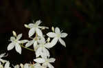 Largeleaf rose gentian